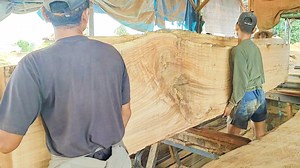 11K views · 283 reactions | cutting the biggest giant wood trees into thick planks #wood #machine #woodworking #merantiwood #woodcuttingmachine #woodcutting | Sawmill indonesia | Facebook