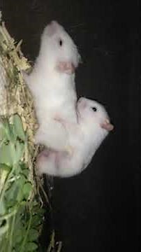 hamster mating caught on camera😱not suitable for kids