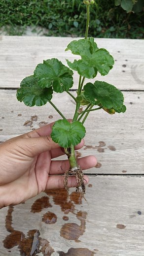 479K views · 3K reactions | Geranium cuttings  #geranium #flowers #plants | Gardening Ideas | Facebook