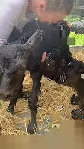 What would you do? HELP! Baby calves keep arriving at our rescue stations. We need your help to make sure that suffering animals like Atlas, Zip and Carma are never turned away. Just last week Atlas, Zip and Carma were rescued from certain death and rushed to one of our foster carers. Zip and Carma were healthy on arrival but poor Atlas was very weak and listless. The vet thought he could be suffering from depression after being separated from his mum. As we write Atlas is being given fluids by 