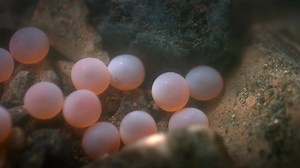 30K views · 1.2K reactions | The incredible journey of salmon from sea to stream in Alaska... | Love Nature | Facebook