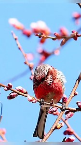 5.9K views · 974 reactions | So pretty | Raw Nature | Facebook