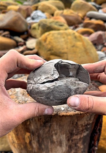 Jurassic Fossil Beach Treasure Hunt in Yorkshire