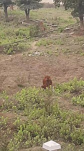 Cattle Egret standing infront of a cow in a field #cattleegret #cow #animal #bird #nature #photooftheday #viral | Beautiful nature