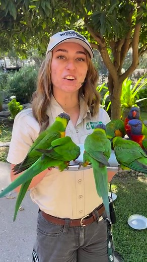 Currumbin Wildlife Sanctuary on Reels