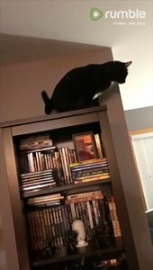 Kirry the cat gets confused when Mimo flies across the room. Just look at that face! | Rumble Cats