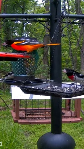 Rose-breasted grosbeaks and Baltimore orioles on PA Bird Feeder 1 #birds #bird #birdfeeder #livecam #livestreaming | PixCams