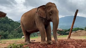 10K views · 1.4K reactions | Khampaeng’s afternoon mud bath In...