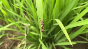 Close-up Video Horned Coreid Bug Cletus Stock Footage Video (100% Royalty-free) 3550006641 | Shutterstock