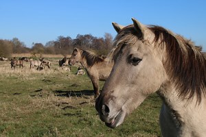 Hardy Konik ponies introduced to restore habitat