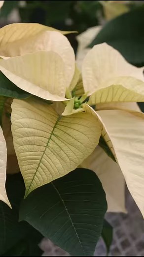 Most Beautiful White Poinsettia Varieties.😍🪴 #whiteflowers#plantsmakepeoplehappy | Indoor Garden Web