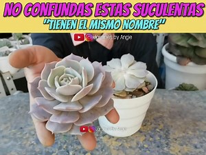 Reproducción de Echeveria lola pink 🌱 | Jardines by Angie