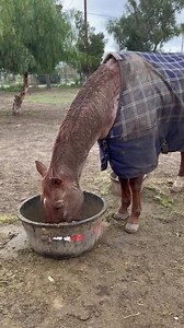 Sound up! For those of you who don’t have one of your own, I bring to you the sound of an ancient horse eating his warm mush in the morning. :) | Polo Pony Rescue