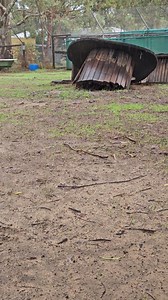 25 reactions | Guessing not so keen on the rain , just gona dig a deeper den .( Balan) | Crossroads Dingo Rescue | Facebook