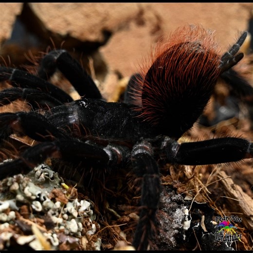 Pamphobeteus sp. Antinous (Bolivian Blue Leg Birdeater) males and female sub-adults available! https://fearnottarantulas.com/search?q=pamphobeteus ant | Fear Not Tarantulas, Inc