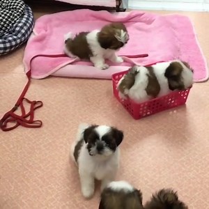 Cutest Shih Tzu Puppies🥰✨ | Shihtzuadvice.com