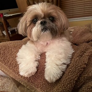 14K views · 1.8K reactions | No Phoebe, why don’t you just say she is out of sorts? Deep Russian? | Phoebe Unleashed | Facebook