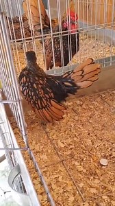 5.8K views · 68 reactions | sebright chicken rooster  | Mozumdar agro farm | Facebook