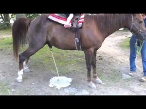 Horse pissing - Hysterical