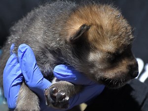 Pup Born At Wolf Conservation Center In NY Joins Pack In The Wild