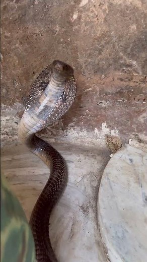 महादेव की मूर्ति में मिला कोबरा साँप #viralshort #venomouscobra #whitecobra #snakecobra