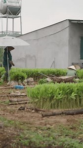 Les agricultrices travaillent dur dans une : vidéo de stock (100 % libre de droit) 3658382257 | Shutterstock
