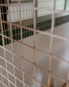 Happy guests | Camelot Pet Resort