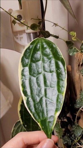Hoya latifolia albomarginata, getting ready to bloom 🌸 | Keep Growing plants