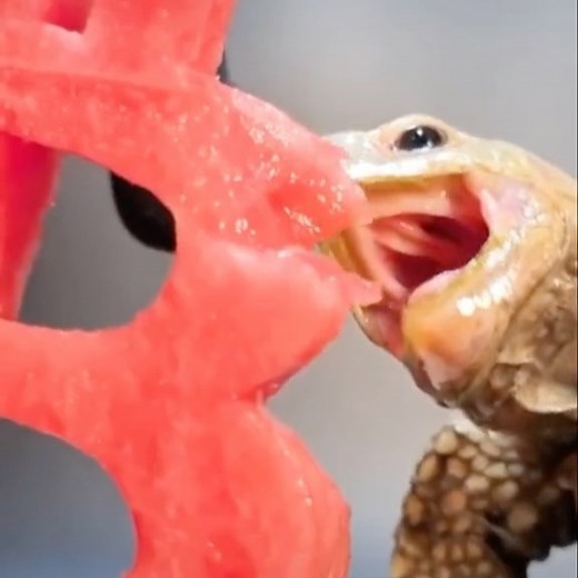 Satisfying Videos on Instagram: "Cute turtle eating watermelon  follow @satisfyingpluck for more"