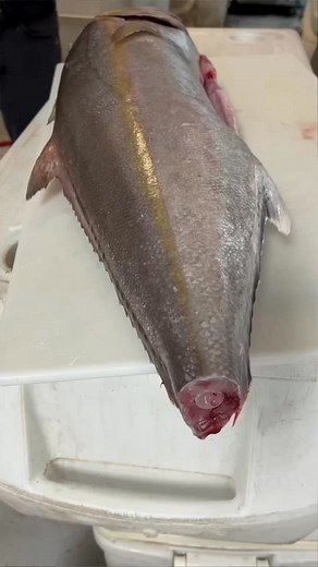 Amberjack for the smoker #smoker #amberjack #fillet #youtubeshorts | Lens & Logic