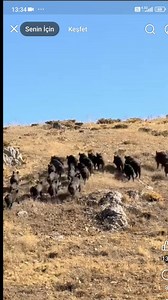 1.2K reactions · 14 shares | #wildboar #domuzavı #caccia ava gitsen böyle denk gelmez #deer | Hunter Mustafa Küçük | Facebook