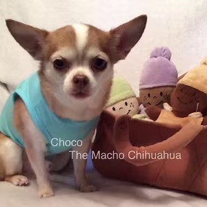 Chocos Charms, kee hi to a grasshopper, respectfully submitted by my friend Miss Sharon Sims. Tap or press white arrow❤️😂🎅🏻 | Choco the Macho Chihuahua
