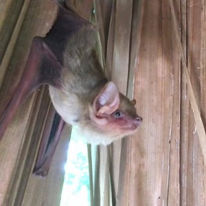 10K views · 511 reactions | Good morning Star! You’re a beautiful girl! #northernyellowbat #atxbats #austinbats #batifyaustin #batifyatx #morningstar | Austin Bat Refuge | Facebook
