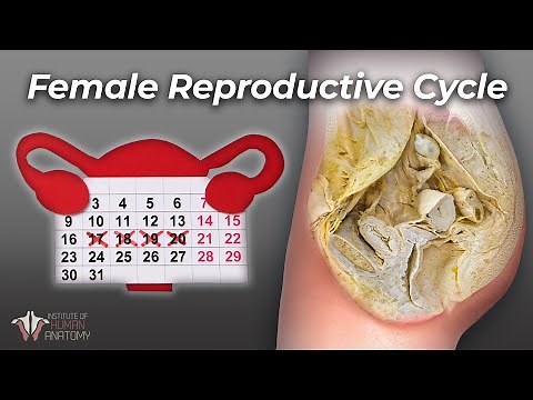 What Everyone Should Understand About a Woman's Cycle