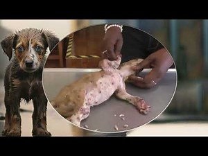 Unbelievable Mango Worm Removal | Extreme Dog Parasite Extraction & Animal Rescue