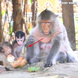 Stingy monkey chase the neighbor monkey away from her coconut fruit. | Bobby Monkey