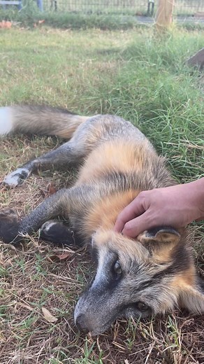 136K views · 2.6K reactions | For once milo is being good, while Elly is a naughty fox! #foxsounds #fox #foxes #petfox #redfox | Clevyr Creatures Fox Sanctuary | Facebook