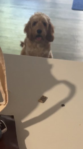 Polly-the-spoodle on TikTok