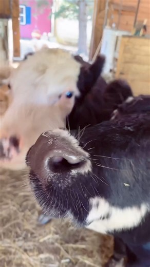 Arrowroot Cookies are a favourite around here. We received a whole case last week from a Fan of our Farmily. We are so blessed with so much love from folks that follow our adventures. Our Bed & Breakfast guests brought so much delicious treats for everyone and a neighbour dropped by yesterday with bags of carrots. | Our Farmacy