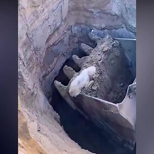58K views · 1.9K reactions | Excavator rescues dog that fell into a deep hole | Classic Cartoon | Facebook