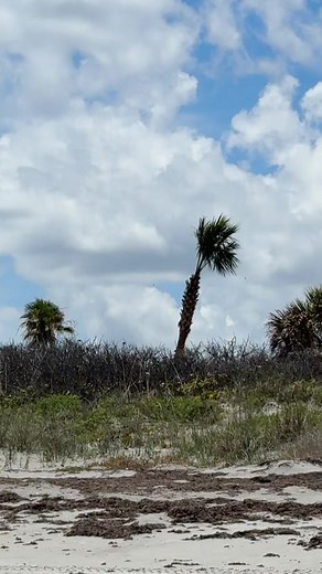 Florida palm trees acting suspiciously: funny moments
