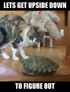 61 reactions · 28 shares | Curious Cat  Credit Instagram @funnycatvidz | Cats and Kittens Club | Facebook