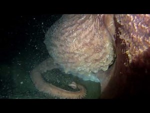 Octopus The giants of the Puget Sounds sea floor