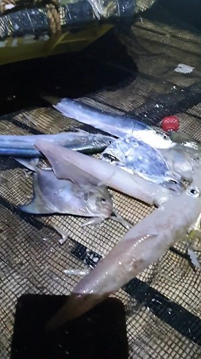 Extra Super Fresh Fish is reel! | CAbeaches