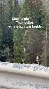 26 reactions | An extremely rare all-white grizzly bear was spotted in Banff National Park in Alberta, Canada. Not to be confused with an albino mammal, however, the grizzly bear can come in all sorts of coat colours including common brown, cinnamon, blonde, and the very rare all-white. #grizzly #grizzlybear #banff #banfflife #banffcanada Via: @kitazakibanff | Trekkrlife | Facebook
