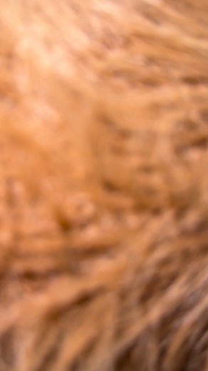 🤎NEW FUR TUBE TOP🤎 @ BOTH LOCATIONS SIZES 🌈SMALL - LARGE🌈 📍1013 W. AVE. i LANCASTER, CA 93534 & 📍PALMDALE INTERNATIONAL SWAP MEET // ROW J #smallbusiness #womensclothing #shopsmall #supportsmallbusinesses #smallbusiness #womensclothing #shopsmall #supportsmallbusiness #fashion #accessories #outfits #new #lancasterca #palmdaleca #palmdaleswapmeet #shop #clothing #trendy #local #baddie #womensfashion #thatgirl #plussize #fashion #accessories #outfits #new #shop #clothing #trendy #local #badd