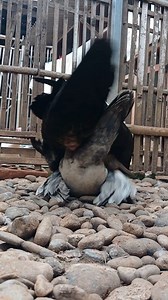 😍🦆🐣🦆😍 #muscovyduck #animals #duck #pato #ganso #entok #muscovy #swan | Gnoek