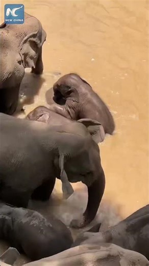 Wild Asian elephants play in muddy waters in SW China