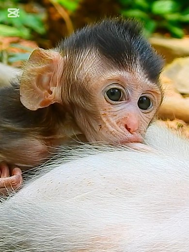 cute baby feeling so good drinking mama milk #beautiful #monkeydluffy #monkeycute #babymonkey #monkeyface #lovely #monkey #cute #animals #animalsbaby #poormonkey #monkeycry #funny #funnyvideo #cuteanimals | MonkeyLily Family