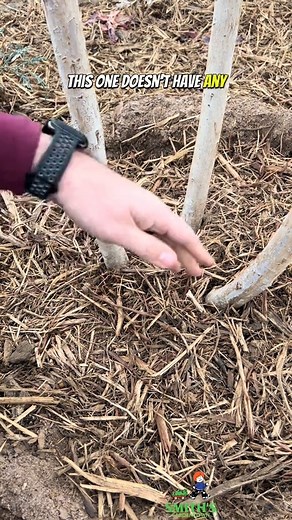 How to properly prune a Crape Myrtle. #smithsgardentown #crapemyrtle #crepemyrtle #crapemurder #tr | Garden Grow Plants